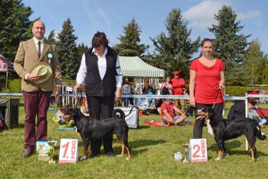 Appenzeller Cattle Dogs at Czech Specialty